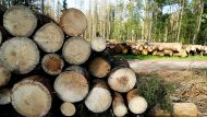 Пример Германии показывает, что в этой стране можно вести рациональное, нормальное и надлежащее лесопользование, что соответствует закону, - заявил Анджей Конечны, генеральный директор государственного лесного фонда